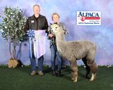 alpaca for sale