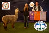 alpaca for sale
