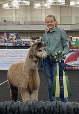 alpaca for sale