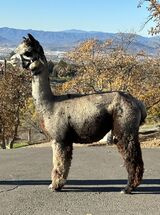 alpaca for sale