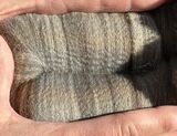 alpaca for sale