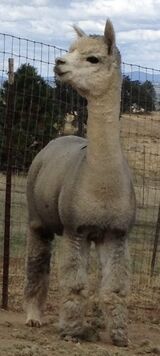 alpaca for sale