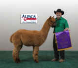 alpaca for sale