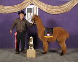 alpaca for sale