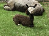 alpaca for sale