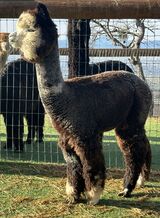 alpaca for sale