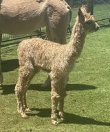 alpaca for sale