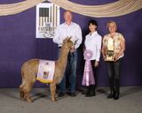 alpaca for sale