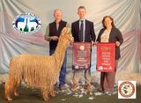 alpaca for sale