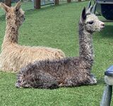 alpaca for sale