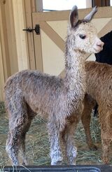 alpaca for sale
