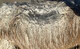 alpaca for sale