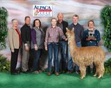 alpaca for sale