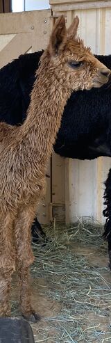 alpaca for sale