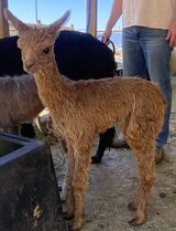 alpaca for sale