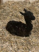 alpaca for sale