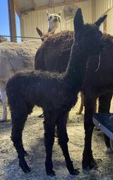 alpaca for sale