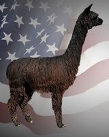 alpaca for sale