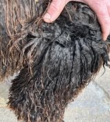 alpaca for sale
