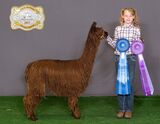 alpaca for sale