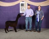 alpaca for sale