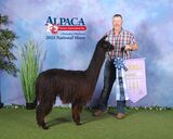 alpaca for sale