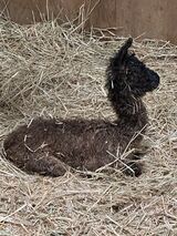 alpaca for sale