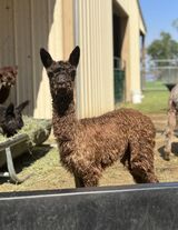 alpaca for sale
