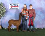 alpaca for sale