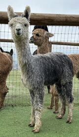 alpaca for sale