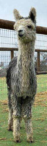 alpaca for sale