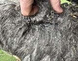 alpaca for sale