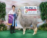 alpaca for sale