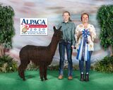 alpaca for sale