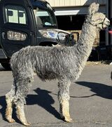 alpaca for sale