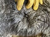 alpaca for sale