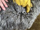 alpaca for sale