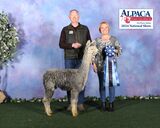 alpaca for sale
