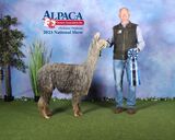 alpaca for sale