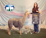 alpaca for sale