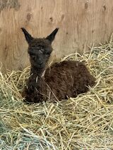 alpaca for sale