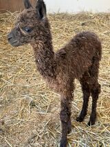 alpaca for sale