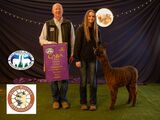 alpaca for sale