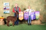 alpaca for sale
