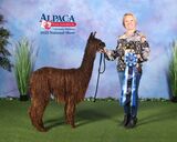 alpaca for sale