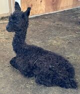alpaca for sale