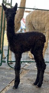 alpaca for sale
