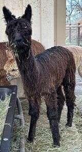 alpaca for sale
