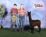 alpaca for sale