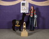 alpaca for sale